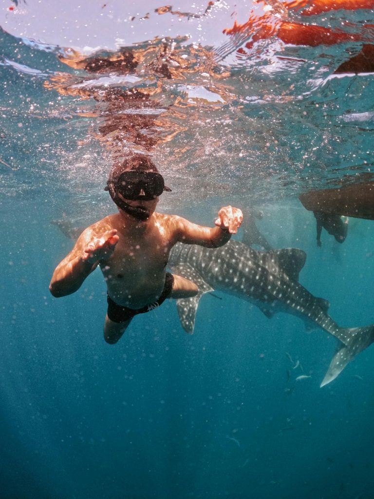 Holbox: tiburón ballena y manglares